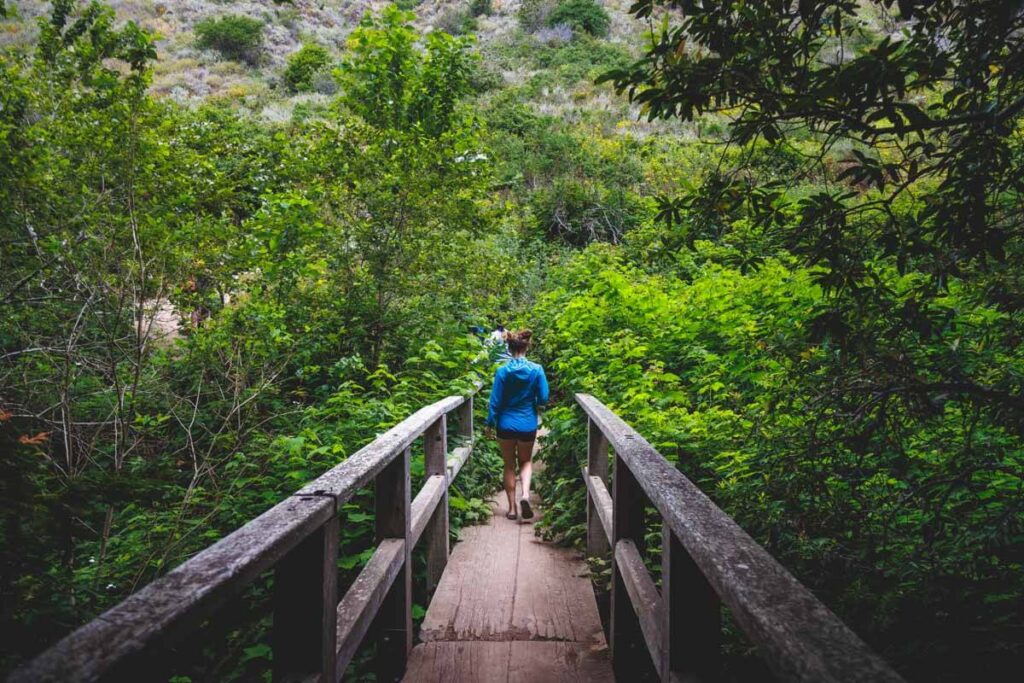 Female hiker crossing a wooden bridge surrounded by green trees.