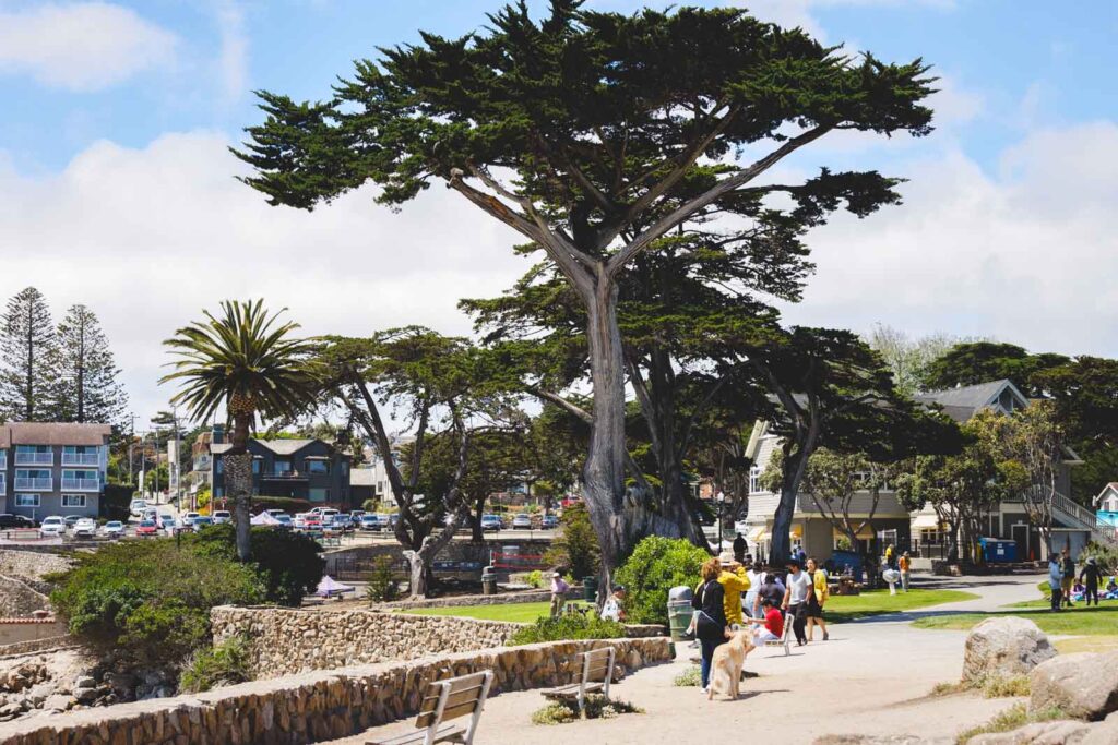 People enjoying a walk through Lovers Point Park in Monterey surrounded by giant trees.