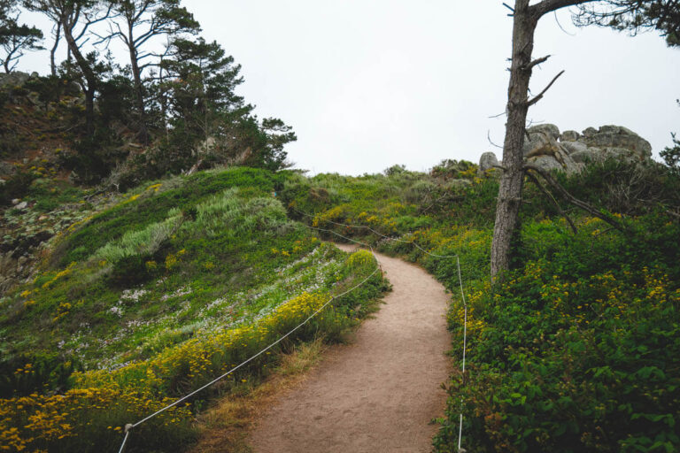 Path Point Ca Point Lobos Hike: One of The Best Hikes on The California Coast!