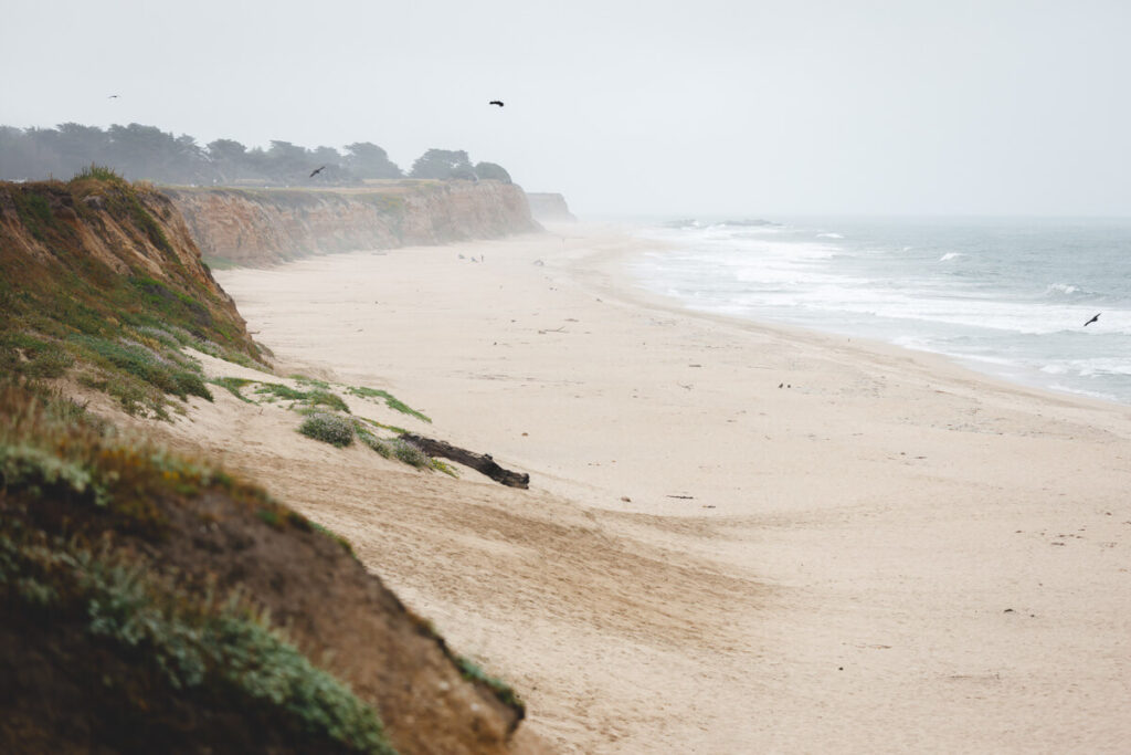 Birds flying over Poplar Beach in Half Moon Bay State Park on an overcast and misty day.