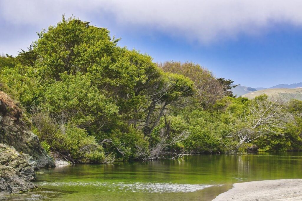 Lush green trees growing over the river in Andrew Molera State Park in California.