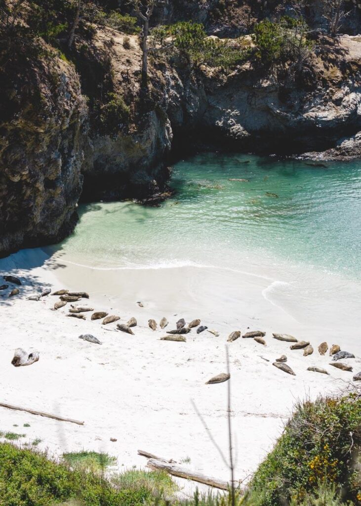 A group of sea lions sleeping on the white sands of China Cove.