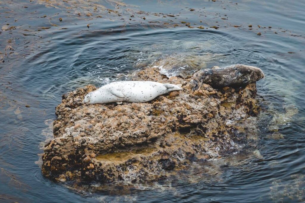 Two sea lions sleeping on a rock protruding from the ocean in Point Lobos.