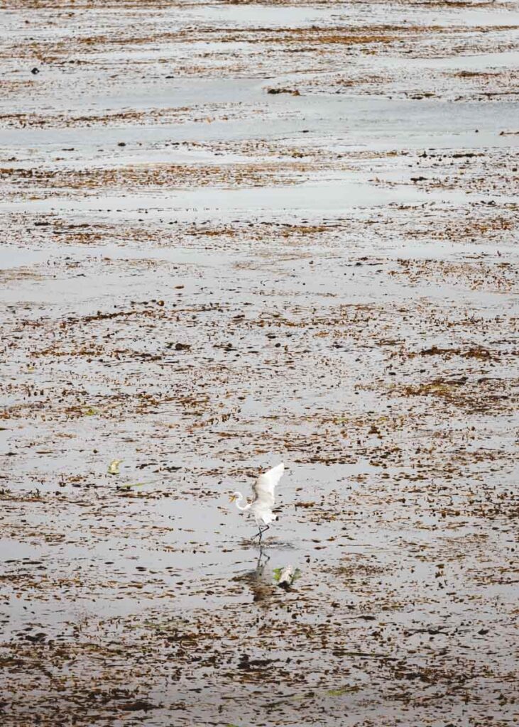 A white seabird walking along the sea mud while the tide is out at Point Lobos.