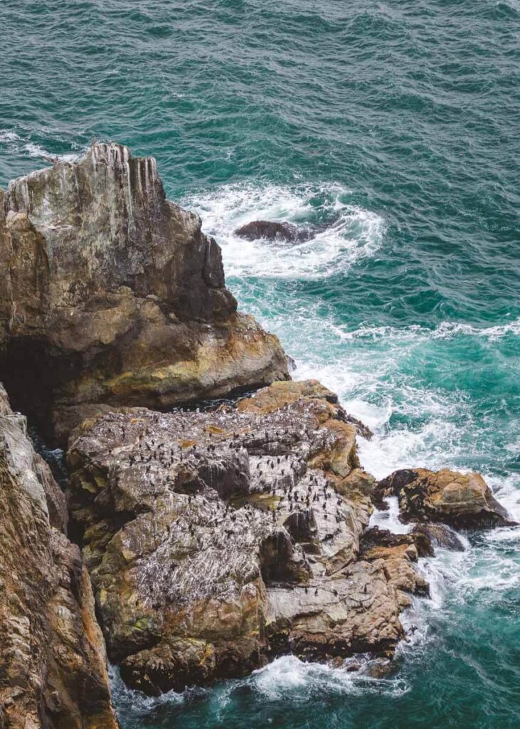 Seabirds roosting on a rock close to the surface of the ocean.