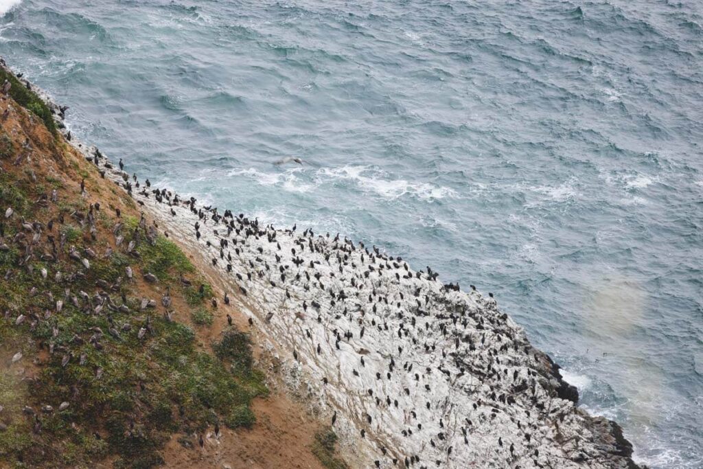 Seabirds resting on the side of a cliff.