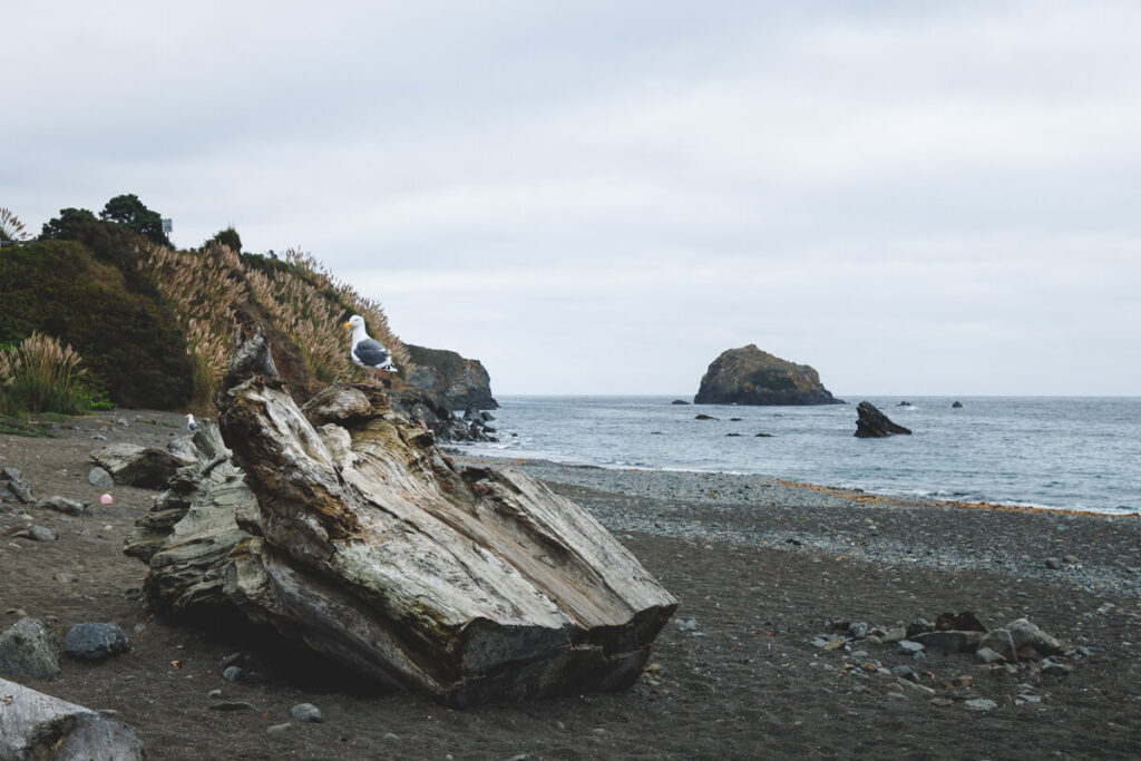 A seagull perched on a giant log on a beach in Van Damme State Park in California.