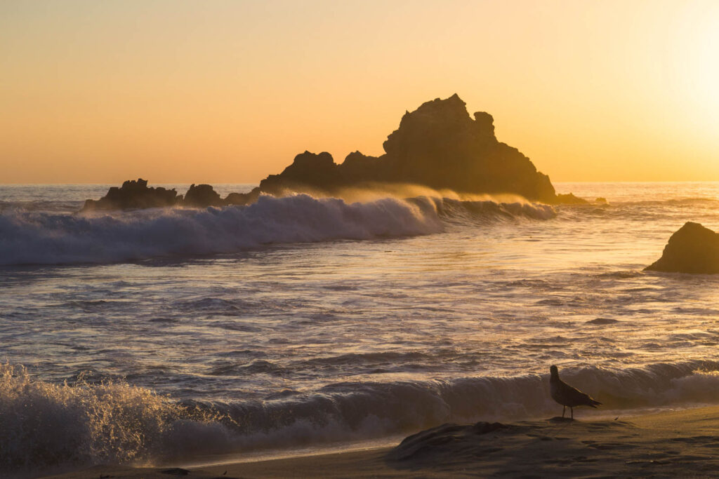 A seagull seemingly watching a golden sunset a Pfeiffer Beach along Big Sur.