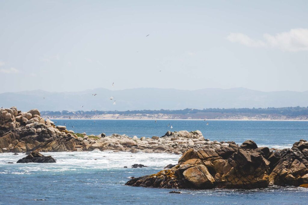 A flock of seagulls over Monterey Bay with mountains in the distance.