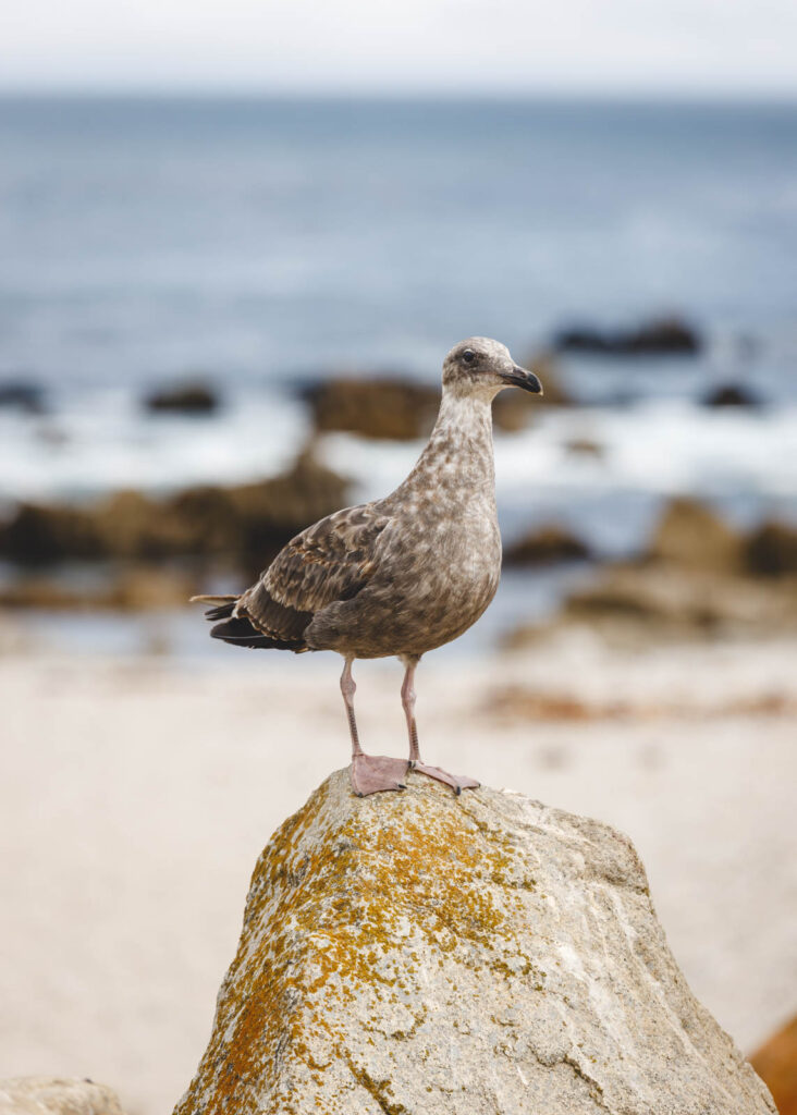 A seagull perched on a rock at Monterey Bay.