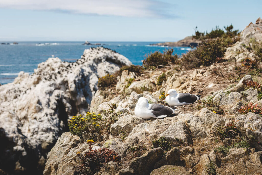 Two seagulls resting on the cliffside of Point Lobos State Natural Reserve in California.