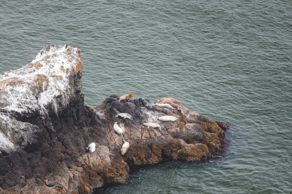 Seals basking on a rock protruding from the ocean.