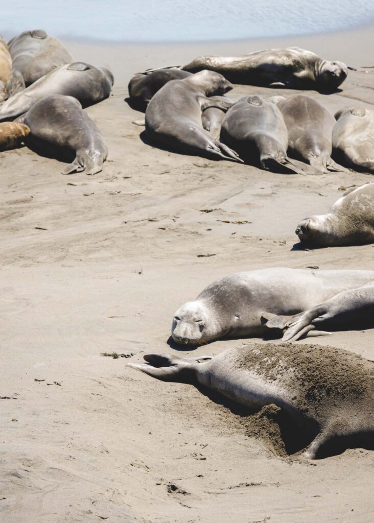 An elephant seal enjoying his nap on the beach.