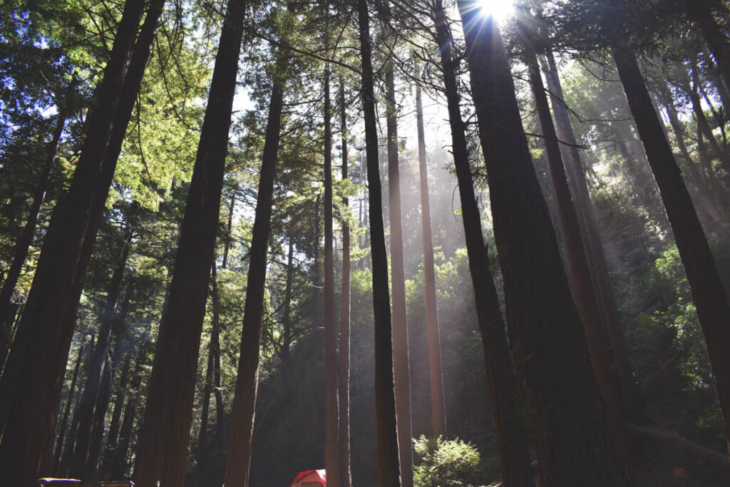 Sun rays shining down through the redwood forest of Limekiln State Park.