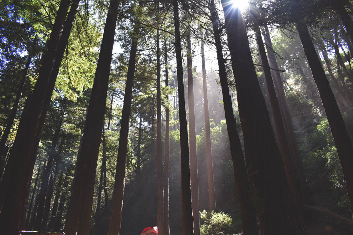 Sun rays shining down through the redwood forest of Limekiln State Park.