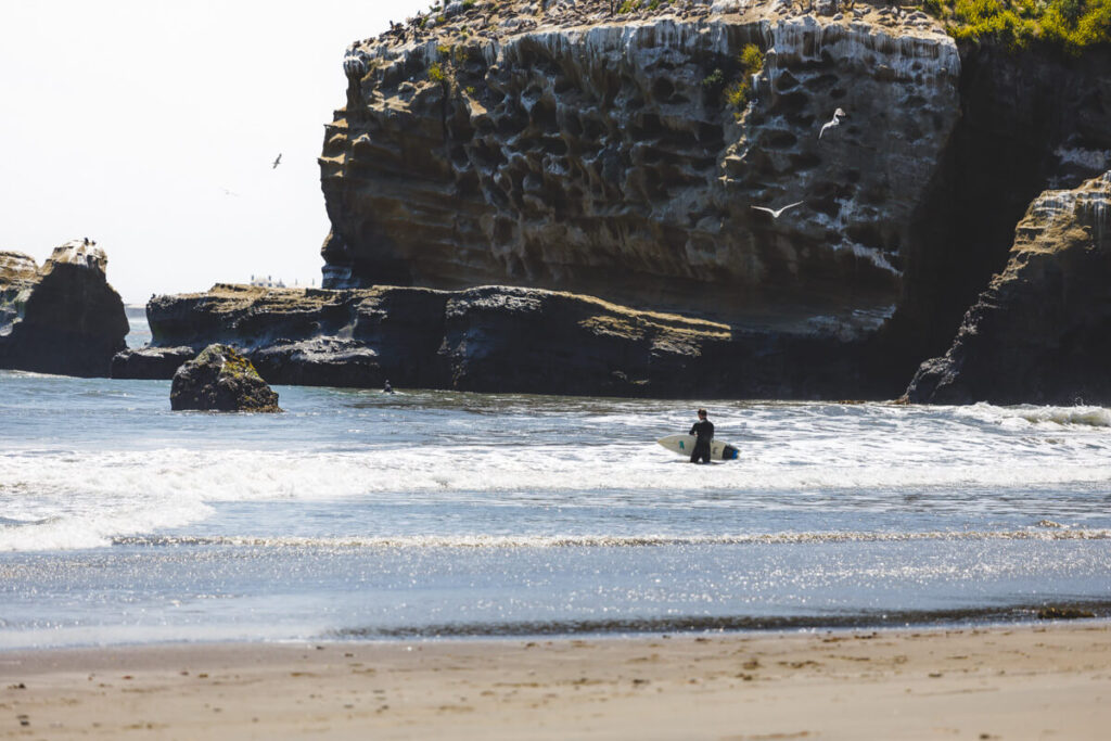 A surfer walking out into the ocean at a beach in Año Nuevo State Park.