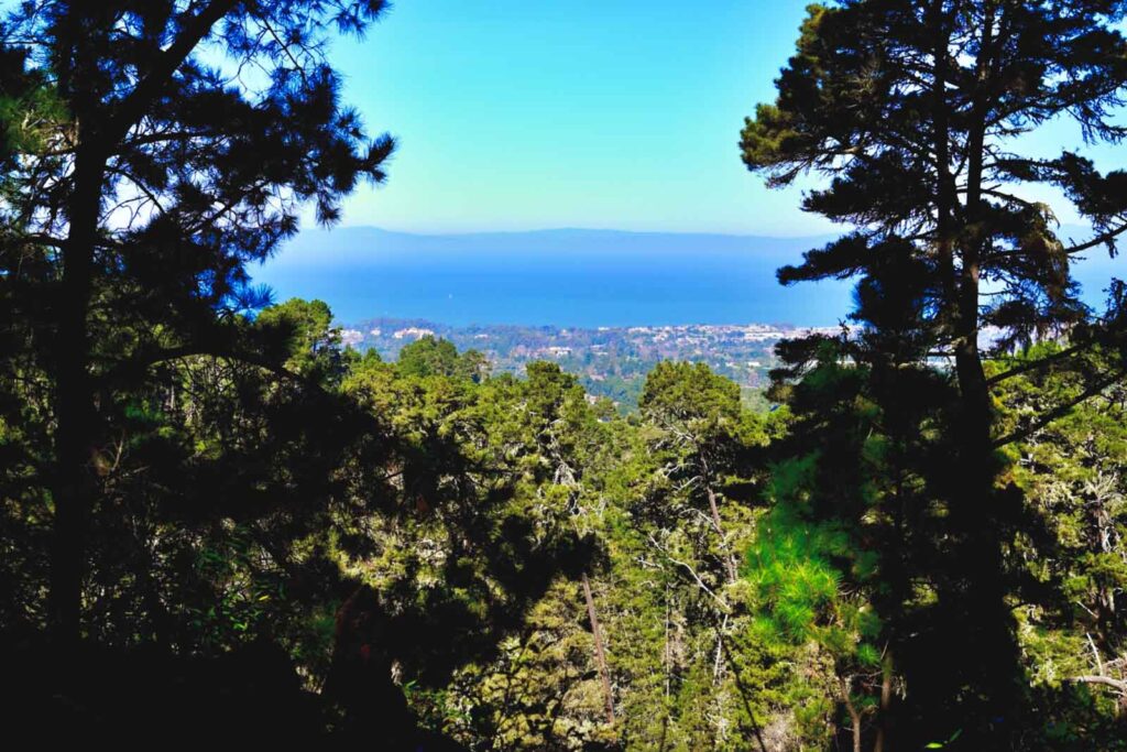 A view framed by trees from Jack's Peak County Park near Monterey.