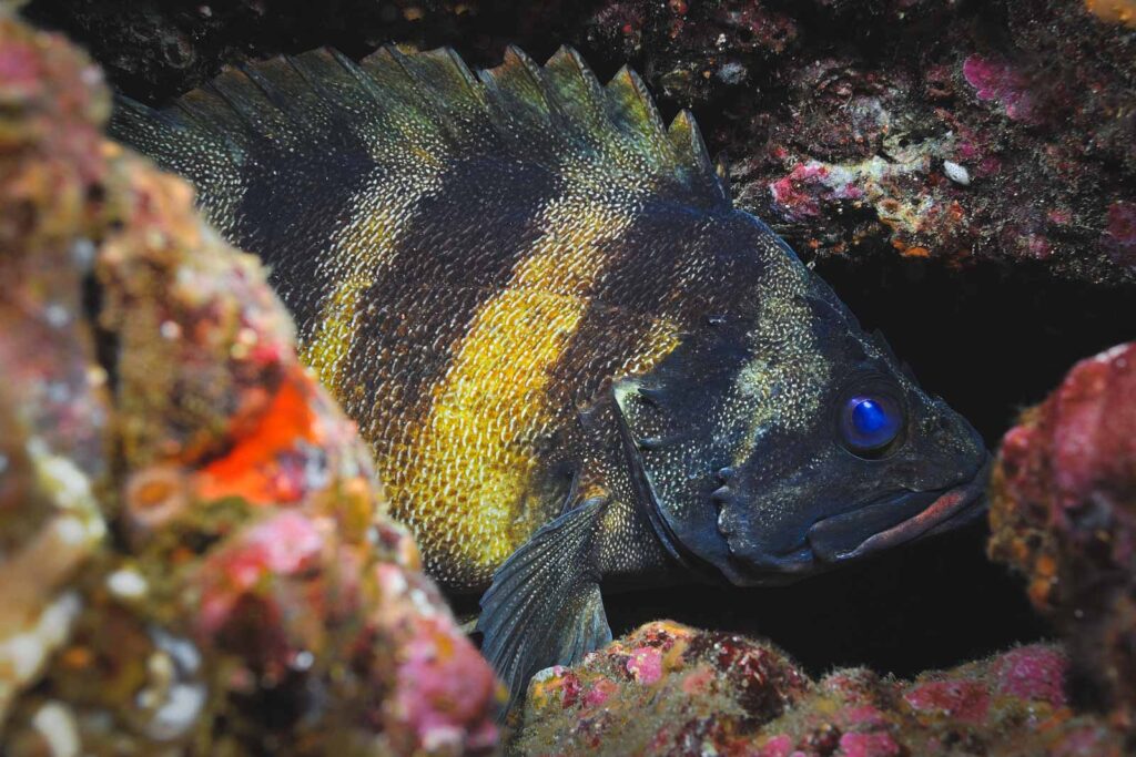 A close up of a treefish hiding in a coral reef in Monterey Bay.