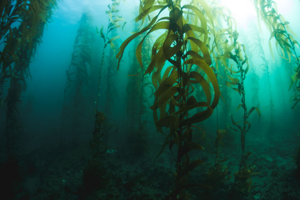Eerie looking underwater kelp forest in Monterey Bay.