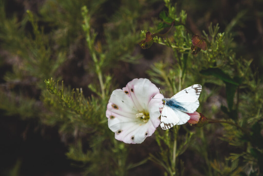 A white butterfly perched on a beautiful white and pink flower.