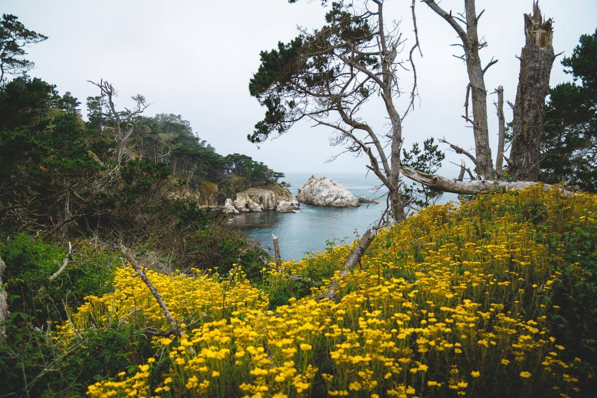 Beautiful yellow wildflowers with distant view of bird island in Point Lobos.