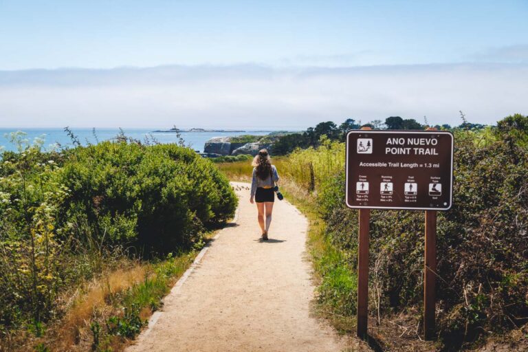 Your Guide to Año Nuevo State Park