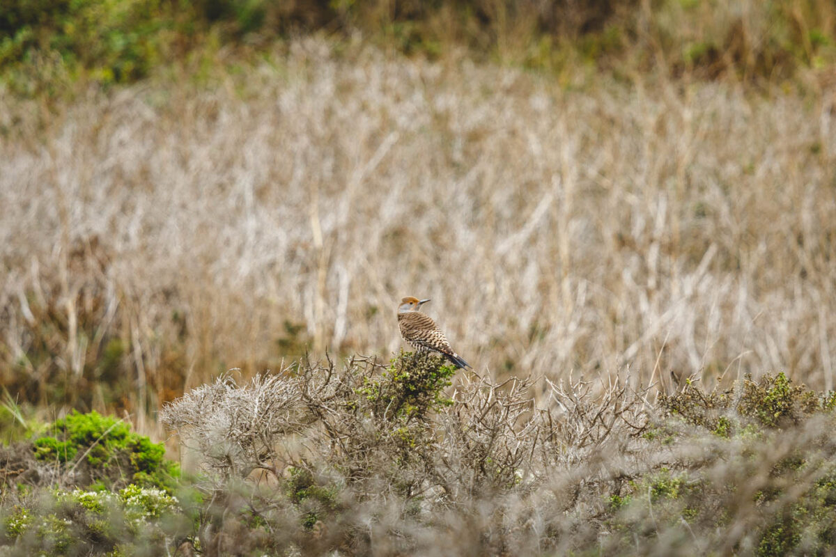 Abbotts Lagoon Trail in Point Reyes National Seashore