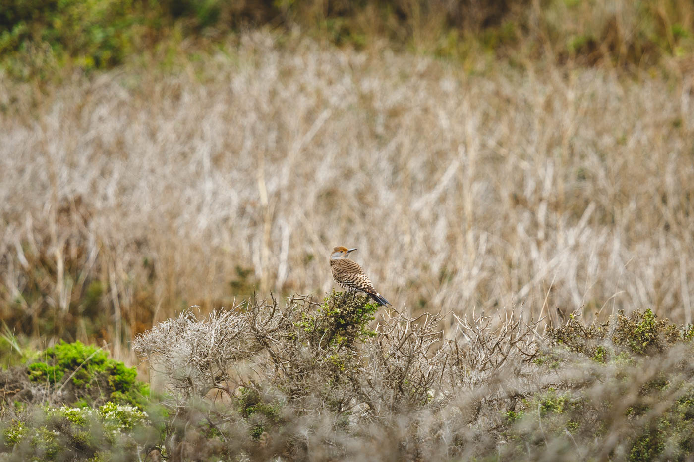 Abbotts Lagoon Trail in Point Reyes National Seashore