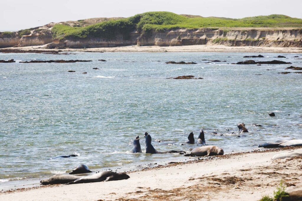 Pairs of elephant seals fighting in the ocean.