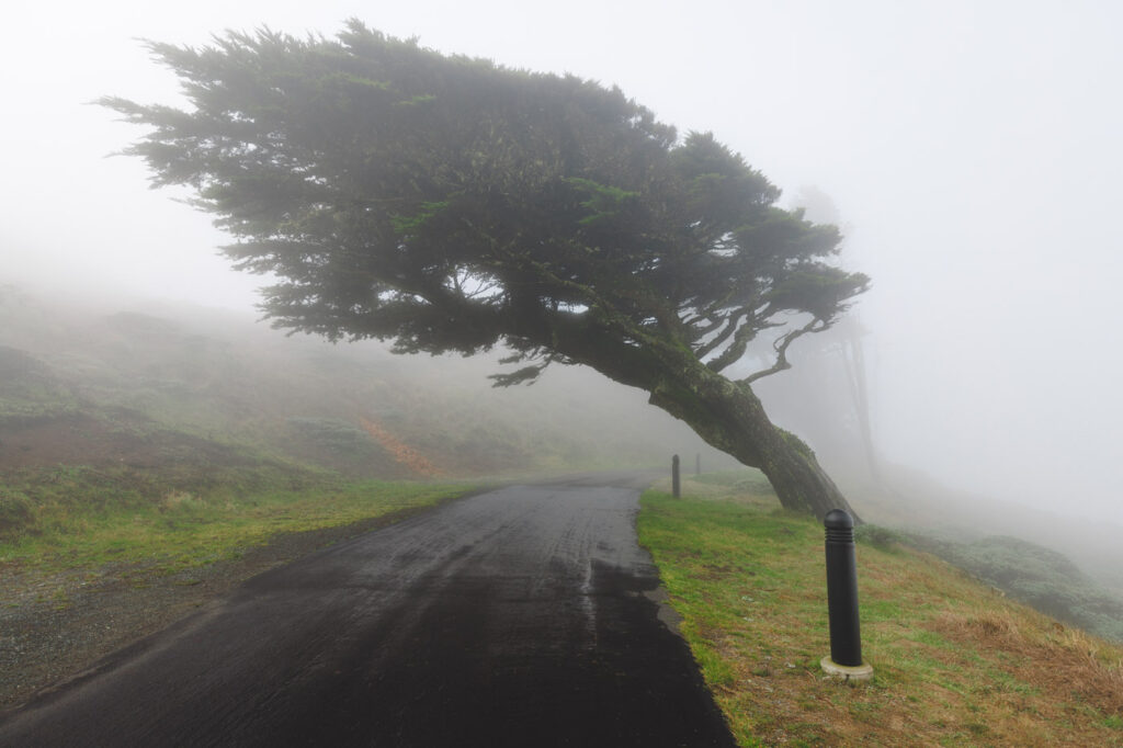A unique looking wind swept tree over the path to Point Reyes Lighthouse.