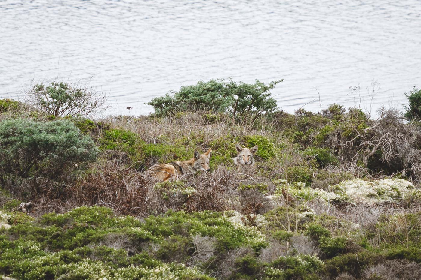 Abbotts Lagoon Trail in Point Reyes National Seashore