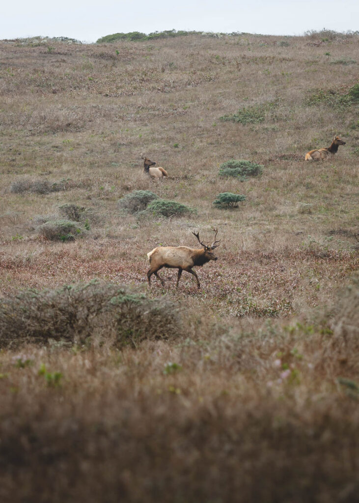 Male elk walking through the herd near Point Reyes.