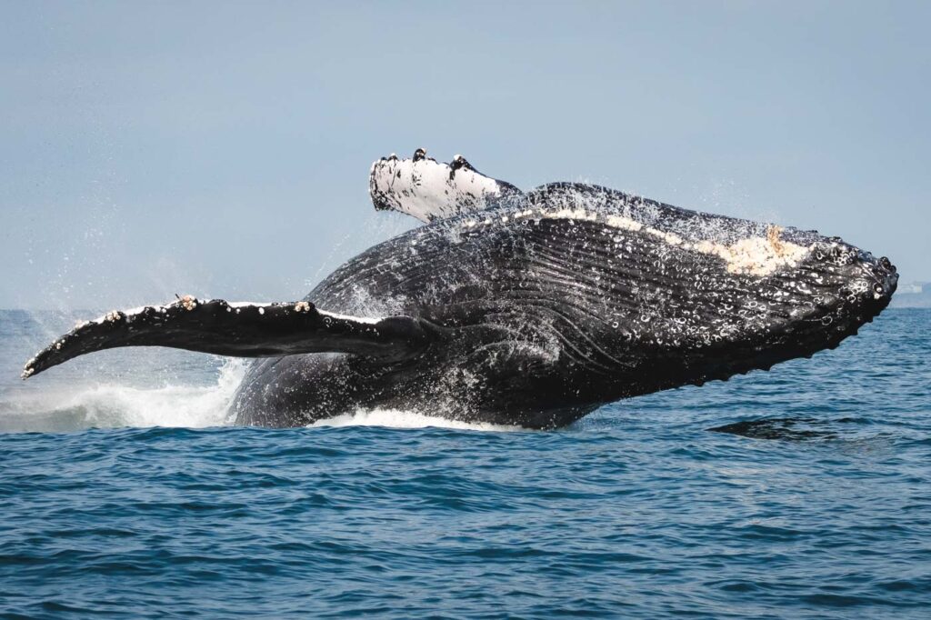 A huge humpback whale breaching from the ocean.