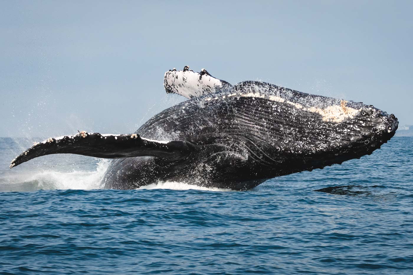 male humpback whale breaching
