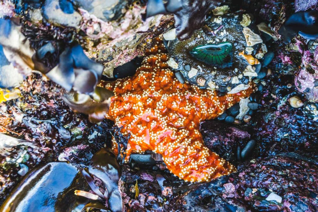 An orange sea star in a tide pool.