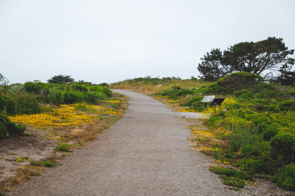 The pathway leading to Pillar Point Bluff.