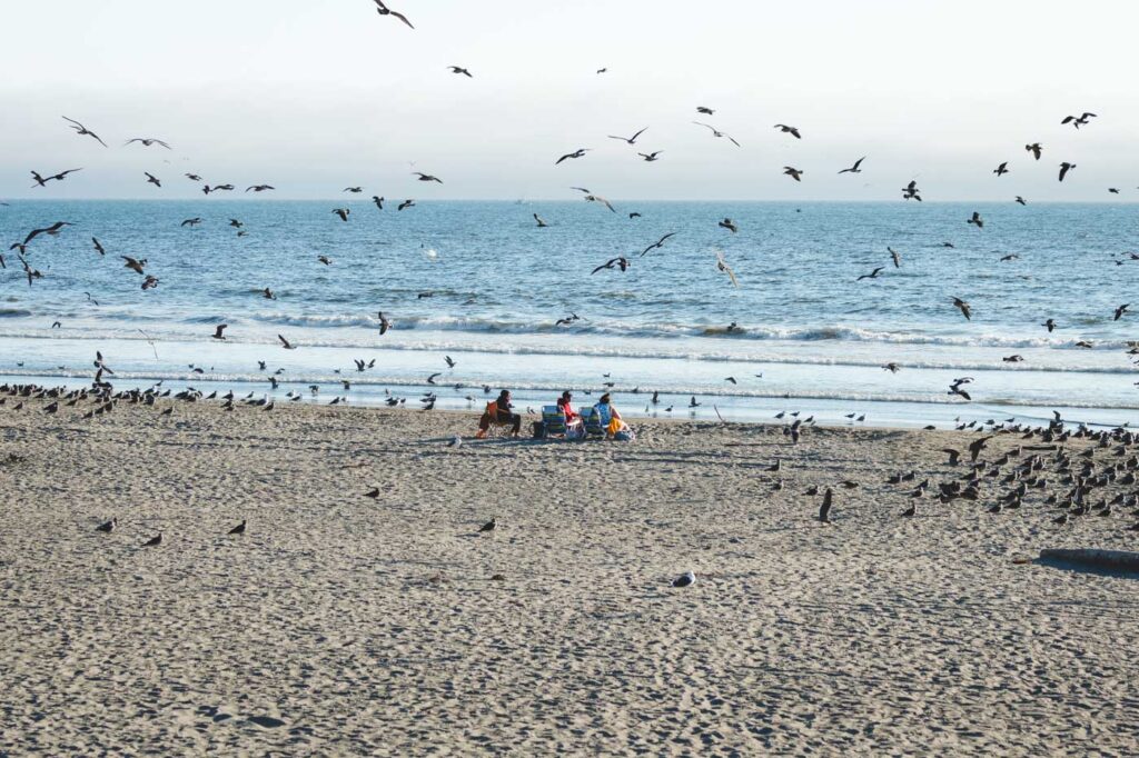 Seagulls surrounding tourists on Stinson State Beach in California.