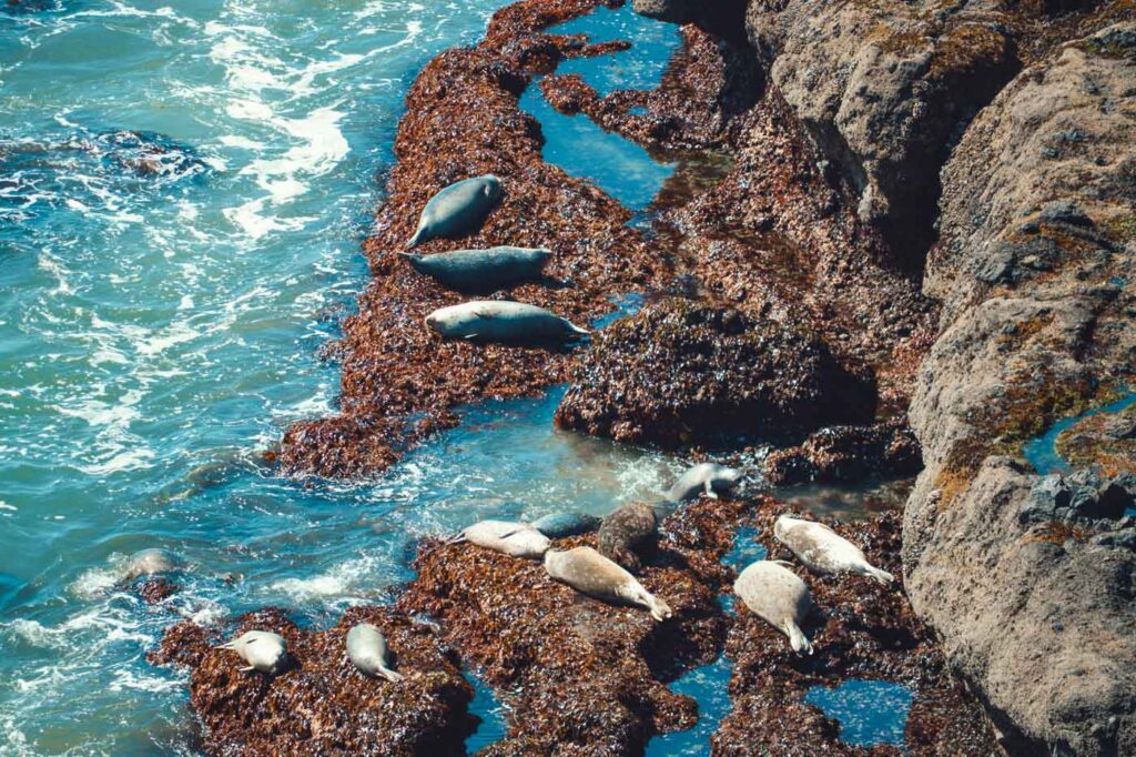 Seals basking on seaweed covered rocks at Fitzgerald Marine Reserve.