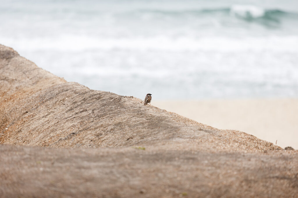 A small sparrow besides the ocean along the Half Moon Bay coastal trail.