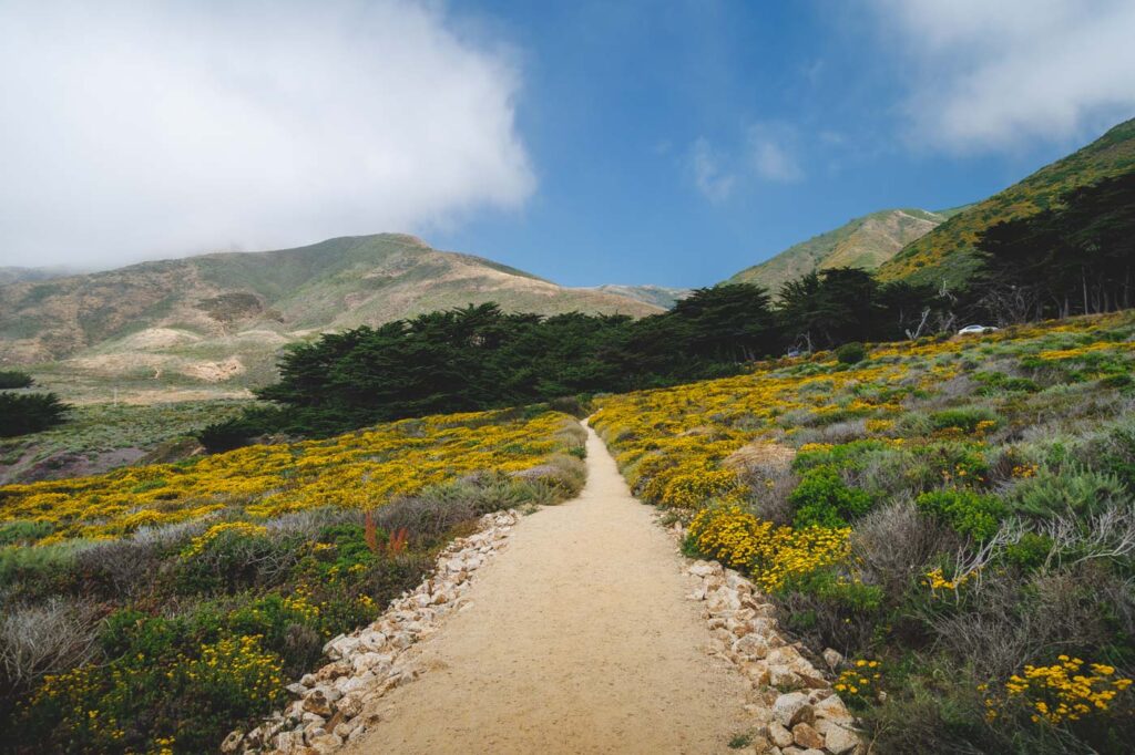 Pathway leading through wildflowers along the Soberanes Canyon Trail.