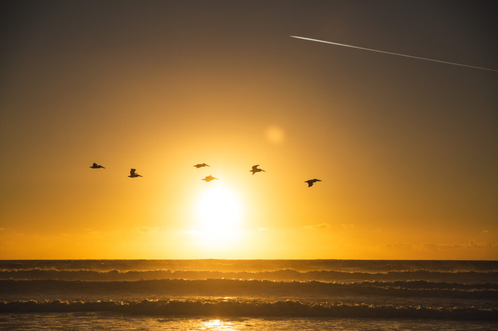 A flock of birds at sunset near Moss Beach.