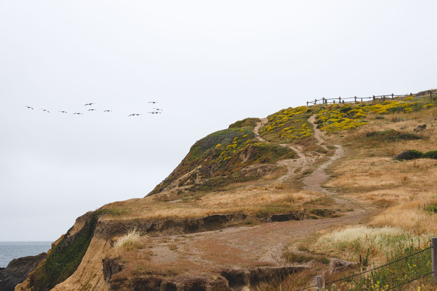 A flock of seagulls flying by cliffs at Rodeo Beach in the Golden Gate National Recreational Area.