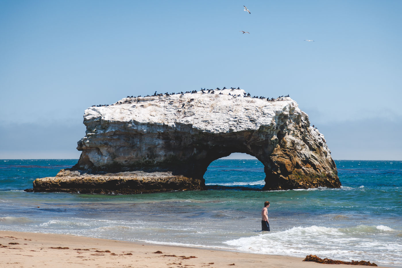 Man standing in front of rock arch formation which is covered in seagulls at Natural Bridges State Beach.