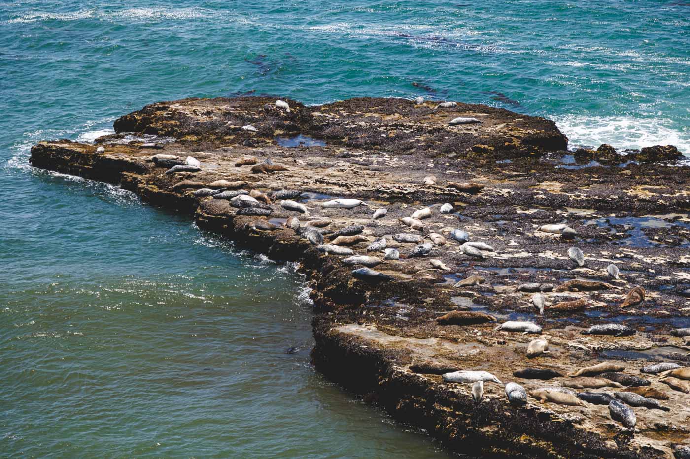 A sea lion colony sleeping on a rocky outcrop in the oceans of Wilder Ranch State Park.