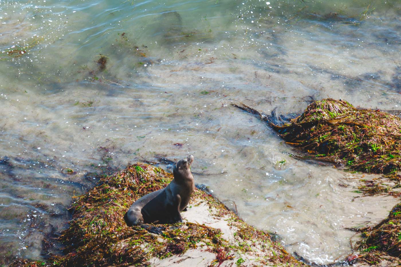 A sea lion basking in the sun at Pleasure Point.