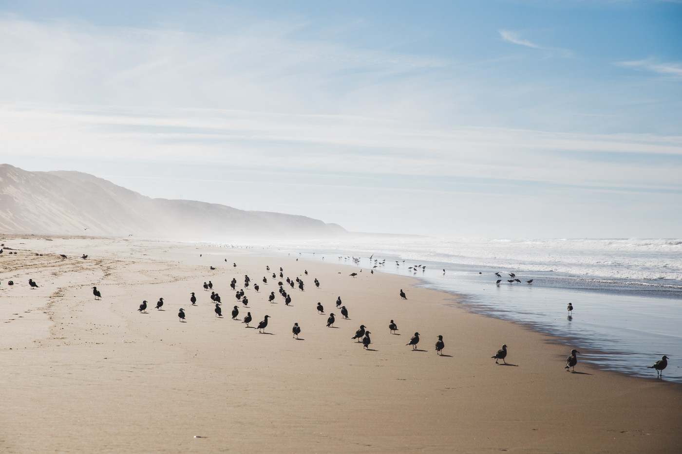 Flock of birds on a beach on a foggy day in Montaña de Oro State Park.