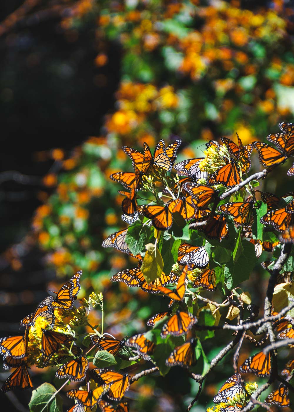A large group of monarch butterflies taking up all the space on the tree branches.