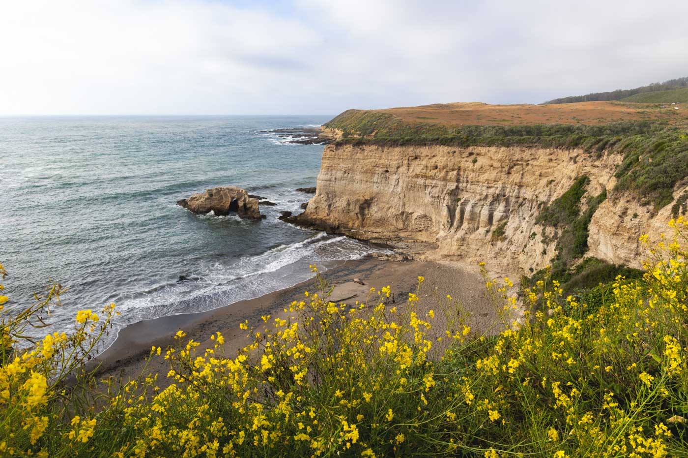 Yellow wildflowers on the edge of the cliffs of Montaña de Oro State Park.