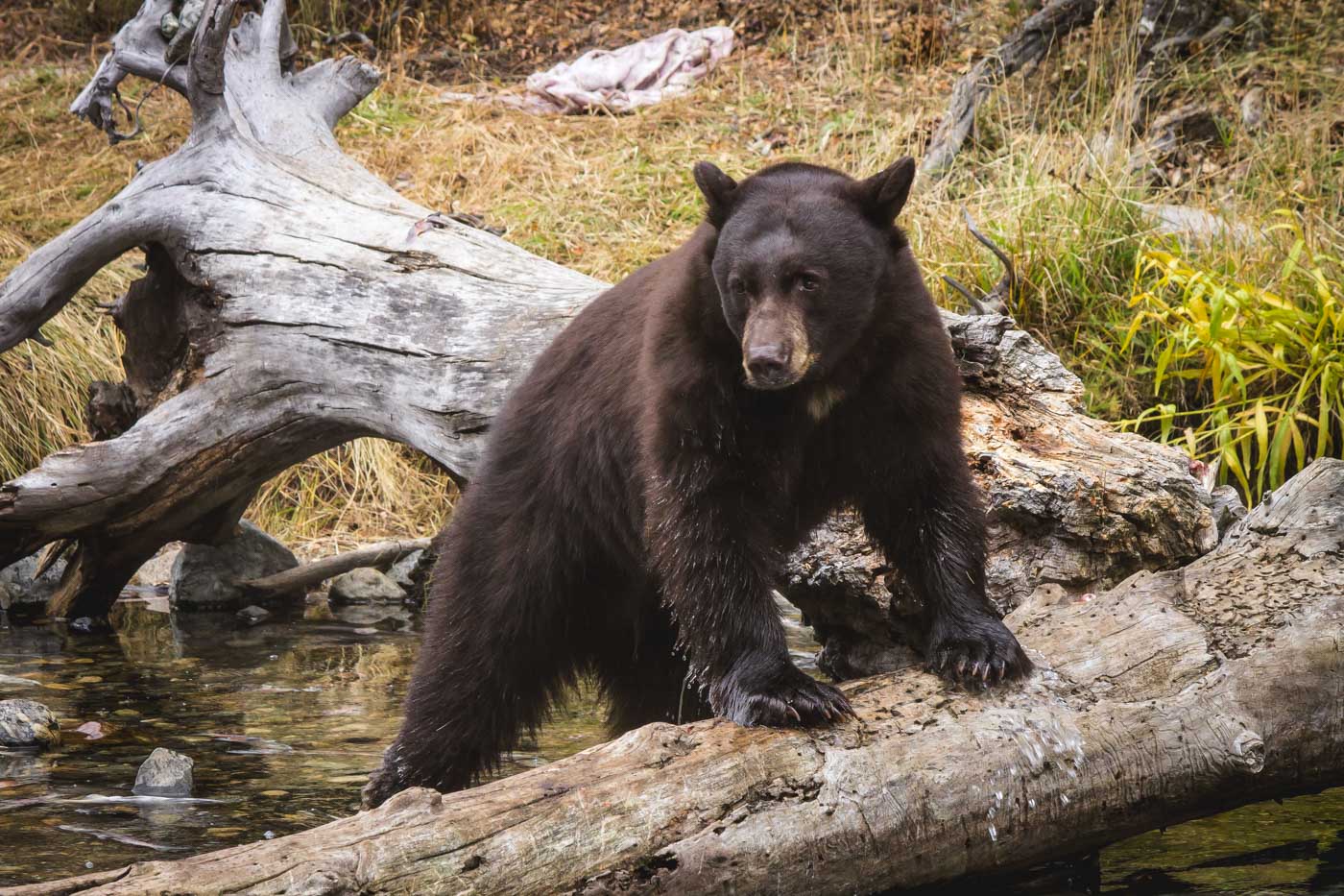 A black bear resting his paws on a tree in a lake.