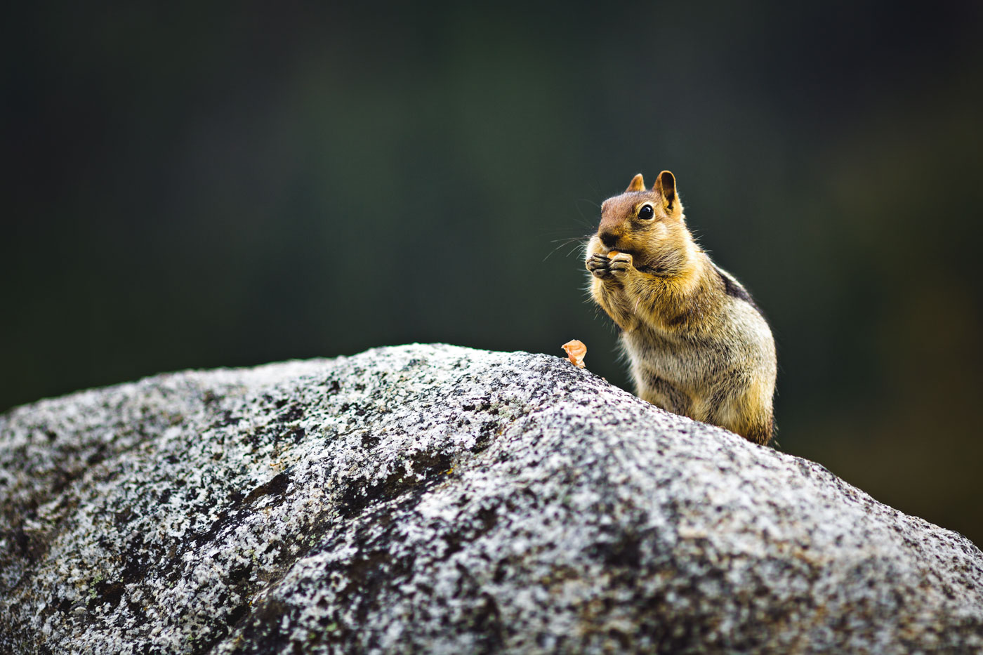 A chipmunk sitting on a rock and eating a nut.